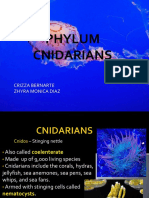 Phylum Cnidarians