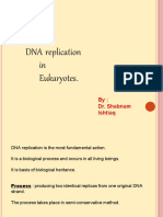 DNA Replication in Eukaryotes Explained