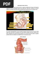 Anatomía y función del recto | PDF | Recto | Tracto gastrointestinal