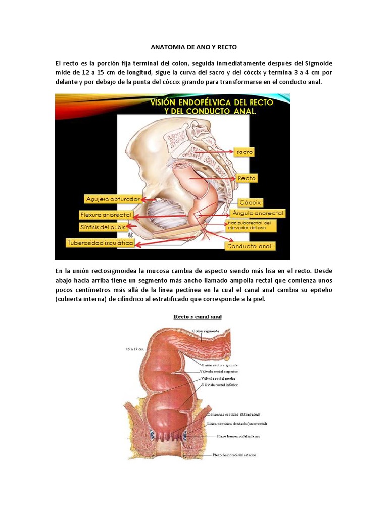 Anatomía del Ano y Recto | PDF | Recto | Intestino grueso