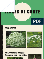 Flores de Corte