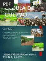 Cedulas de Cultivo-A.l