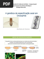 343o Axial Em Drosophila