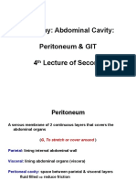 Anatomy, Lecture 10, Abdominal Cavity 1 (Slides)