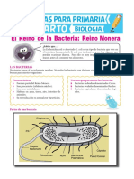 Reino Monera para Cuarto de Primaria