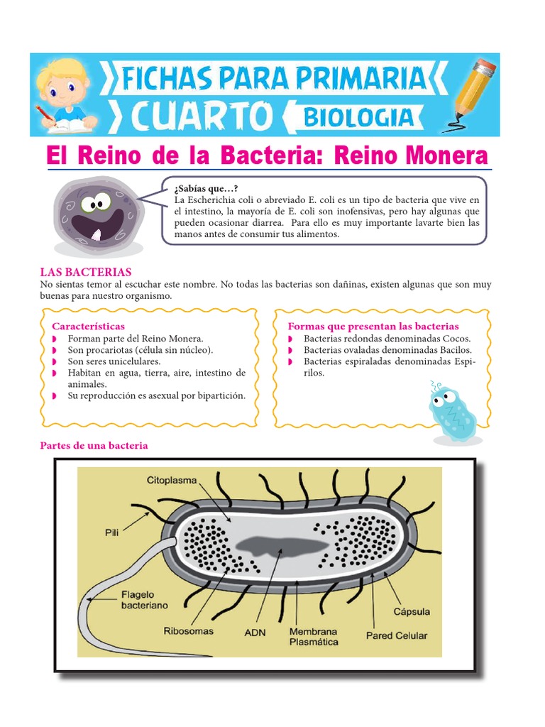 Reino Monera para Cuarto de Primaria | PDF | Archaea | Las bacterias