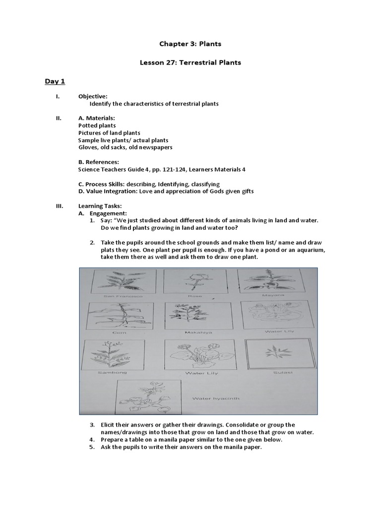 Lesson 27 Terrestrial Plants Pdf Plants Leaf
