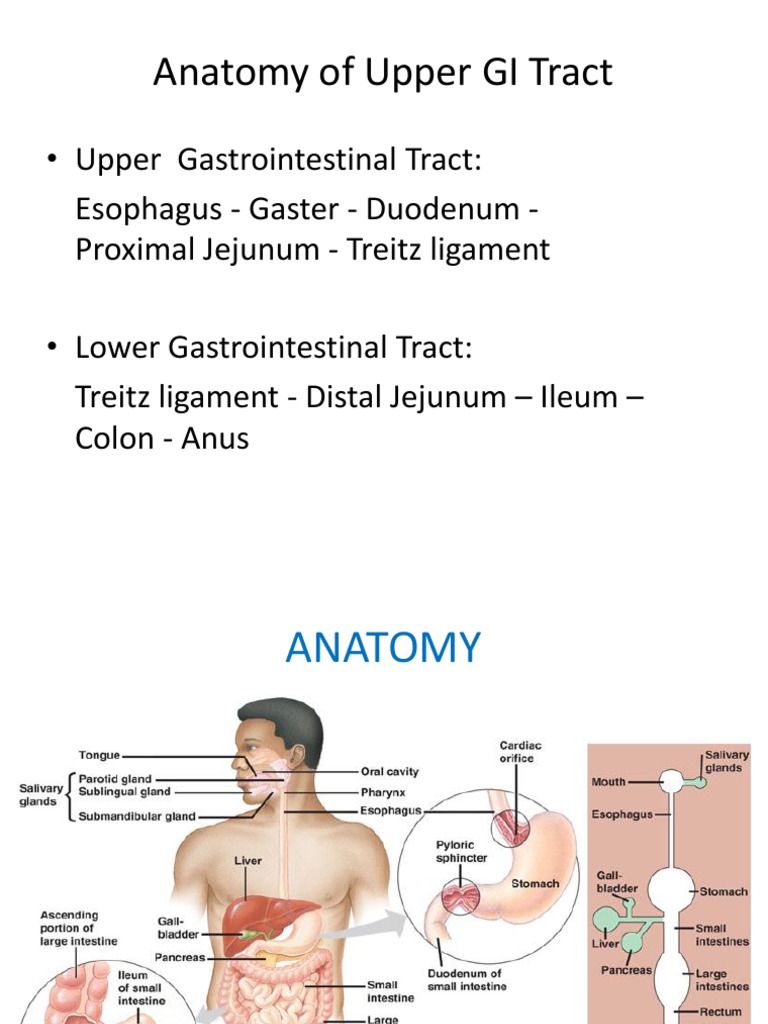 Upper GI Tract Anatomy Guide | PDF | Science & Mathematics