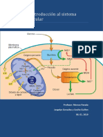 Introducción Al Sistema Cardiovascular