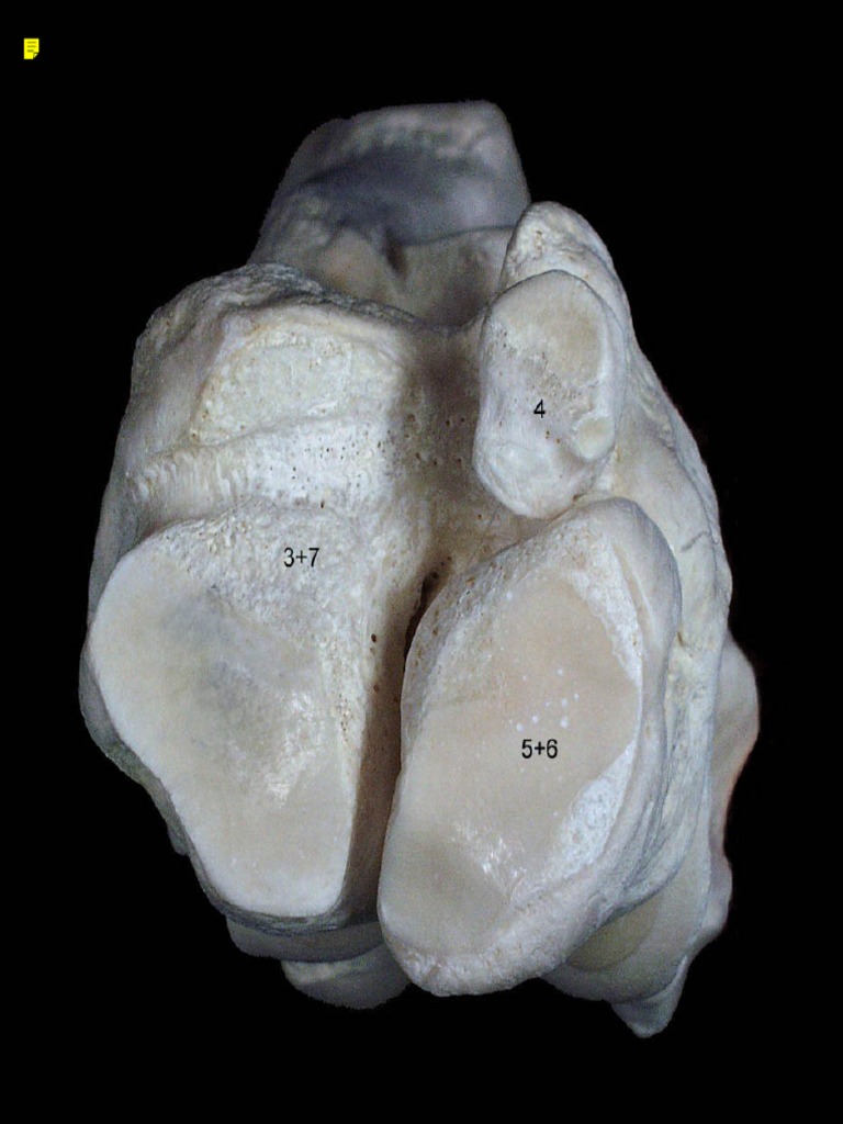 10j Tarso Bovino Dorsal | PDF