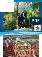Sector Agricultura