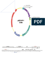 pGEX 6P 1 PDF