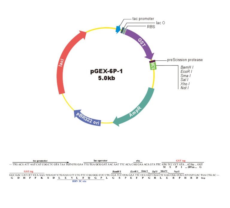 PGEX-6P-1 Vector Overview | PDF
