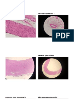 7, 8, 9 y 10 Práctica de Histología