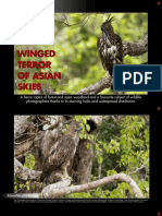The Crested Hawk Eagle
