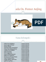 Fraktur Os Femur Anjing