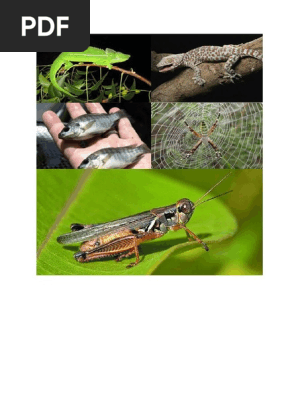 91 Koleksi Contoh Gambar Hewan Insektivora HD