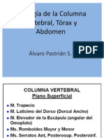 Miología de La CV, Tórax y Abdomen