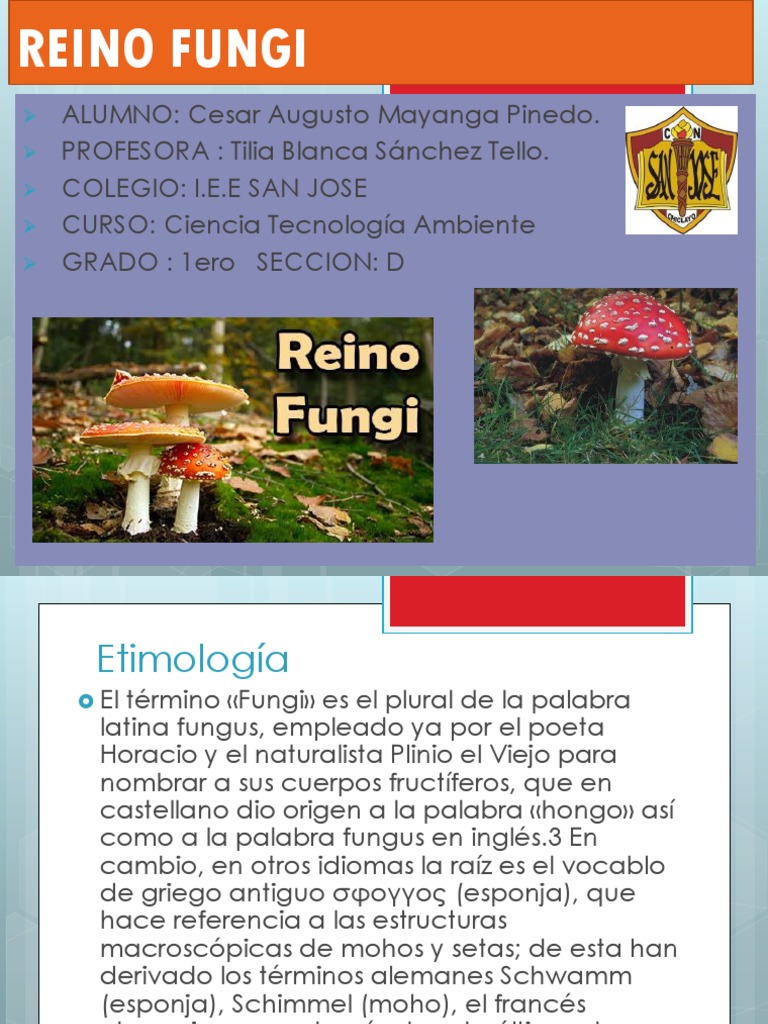 Reino Fungi | PDF | Espora | Hongo