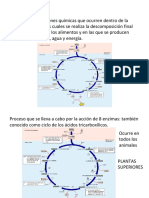 Ciclo Crebs Cadena Transporte Electrones 