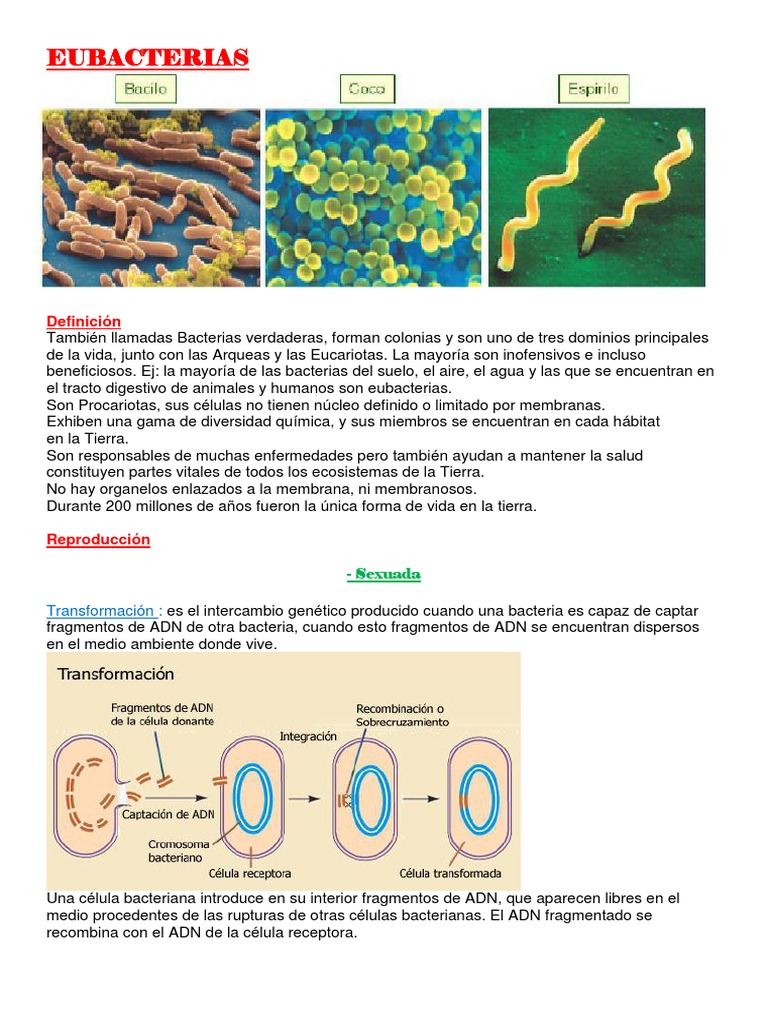Eubacterias | PDF | Las bacterias | Biología Celular)