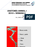 Anatomia Animal