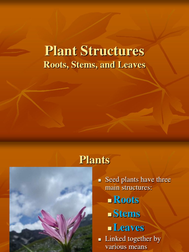 Plant Notes PDF Leaf Plant Stem