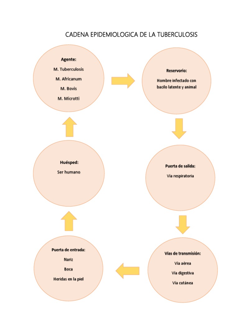 Cadena Epidemiologica de La Tuberculosis | Tuberculosis | Malaria