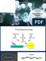 Metabolismo Proteínas Aminoácidos