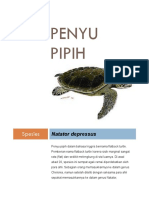 Penyu Pipih PDF