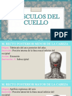 Musculos Del Cuello