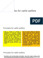 Principles For Cattle Welfare
