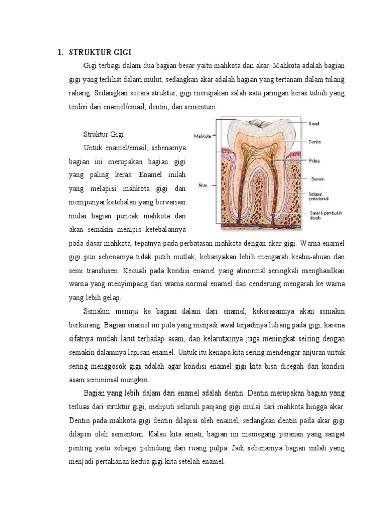 Struktur dan Pertumbuhan Gigi Manusia | PDF | Seni & Disiplin Bahasa ...