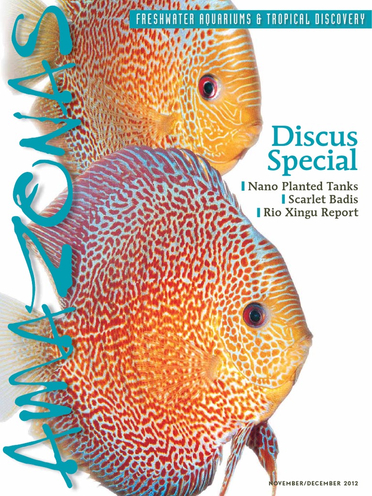 Discus Fish, PDF,  Rainforest