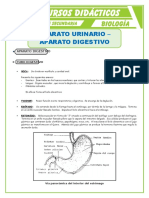 El Aparato Digestivo y Urinario para Quinto de Secundaria