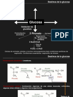 05 Filminas Cursos Anteriores - Via de Las Pentosas Fosfato
