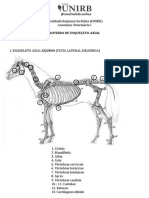 Esqueleto axial equino