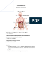 Taller Sistema Digestivo