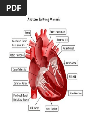 40+ Jurnal Anatomi Jantung Pdf