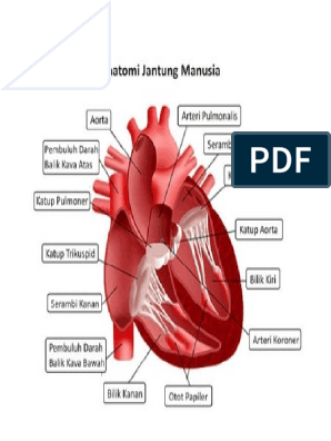 40+ Jurnal Anatomi Jantung Pdf