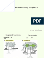 Biogenesis de Mitocondrias y Cloroplastos Dr. J. Valdez