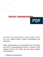 Special Chromosomes