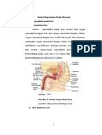 Sistem Reproduksi Pada Manusia