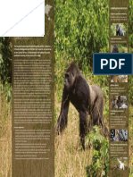 BZS Western Lowland Gorilla Conservation Strategy PDF