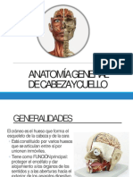 Anatomía General de Cabeza y Cuello