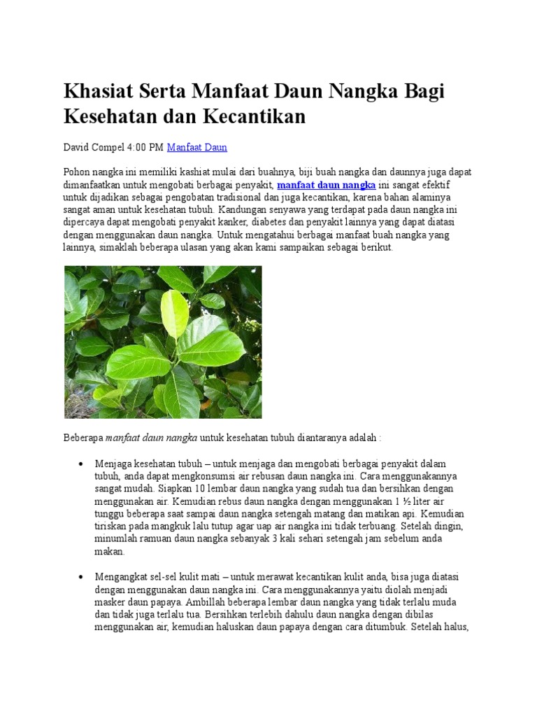 Benih Jahe Ditanam Dengan Tunas Brainly BENIH TOKO Benih Jahe Ditanam Dengan Tunas Brainly BENIH TOKO