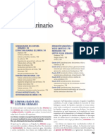 01-Sistema Urinario PDF