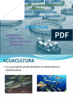 Enfermedades de Peces