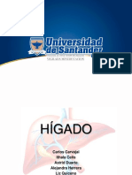 Anatomia HIGADO