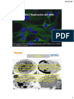 BC - Nucleo Celular y ADN - 2017 - II PDF